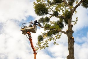 Abbattimento alberi d’alto fusto in Sicilia