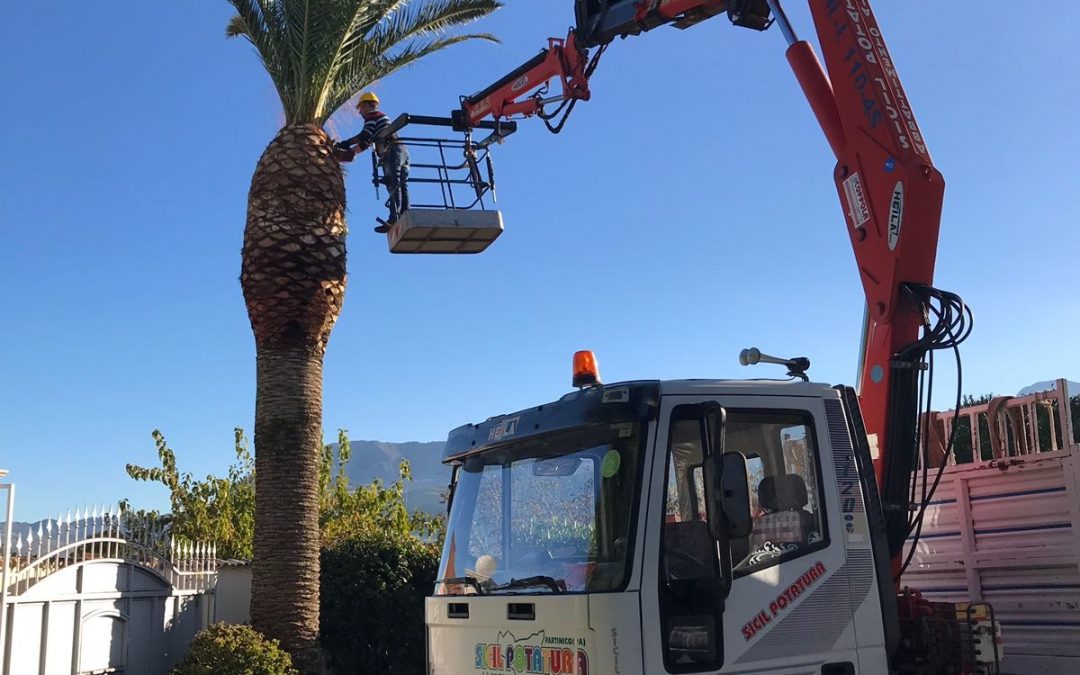 Potatura alberi a Palermo